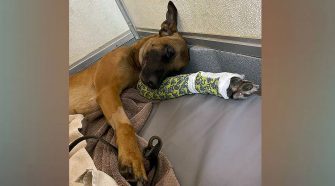 K-9 Officer ‘Rex’ Recovering After Breaking Leg During Training Exercise – CBS Dallas / Fort Worth