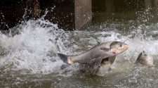 Researchers test facial recognition technology on Asian carp in battle to stop invasive species