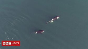 Drone cameras record social lives of killer whales