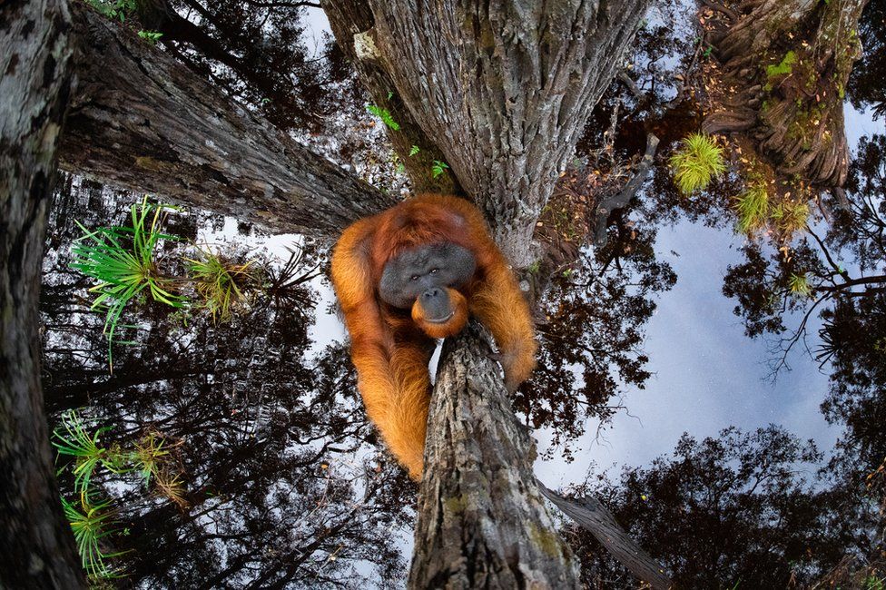 An image of an orangutan climbing a tree with the sky reflected in water below