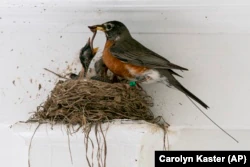 The antenna of an Argos satellite tag extends past the tail feathers of a female American robin as she feeds a worm to her hungry nestlings on a front porch in Cheverly, Md., Sunday, May 9, 2021.