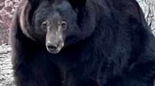 Huge 500-pound black bear named 'Hank the Tank' keeps breaking into Lake Tahoe houses