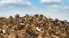 UK government secretly grants use of bee-killing pesticides, breaking international laws