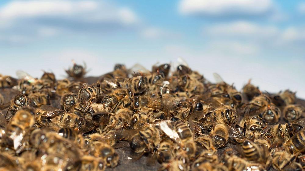 UK government secretly grants use of bee-killing pesticides, breaking international laws