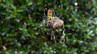This Asian spider could spread to much of East Coast, scientists say | National News