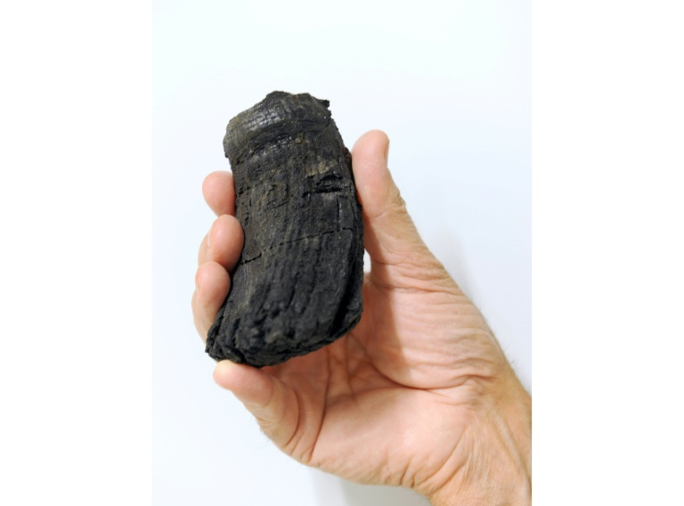 The root of the thickest ichthyosaur tooth found so far with a diameter of 60mm