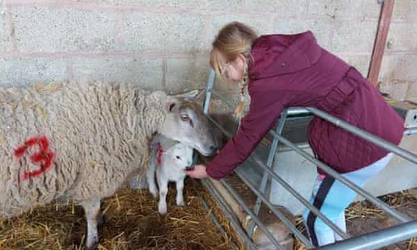 Zara with lamb and ewe on a farm in Worcestershire