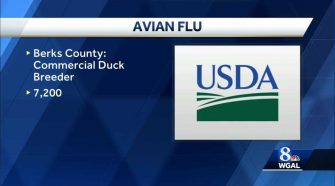 Avian flu update in Berks County