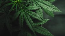 Study: Impact of cannabinoids on pregnancy, reproductive health and offspring outcomes. Image Credit: Yarygin/Shutterstock