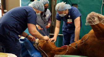 UW Health Clinicians Pair with Veterinarians in Anesthesiology Elective