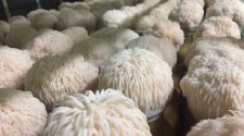 Mushrooms magnify memory by boosting nerve growth - UQ News