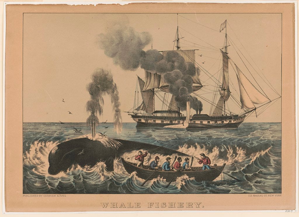 A hand-colored lithograph depicting sailors attacking a right whale