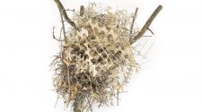 ‘They’re Outsmarting Us’: Birds Build Nests from Anti-Bird Spikes
