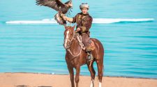 Horse Breed: Kazakh