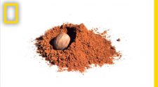 How cinnamon, nutmeg and ginger became the scents of winter holidays, far from their tropical origins – World Sensorium / Conservancy