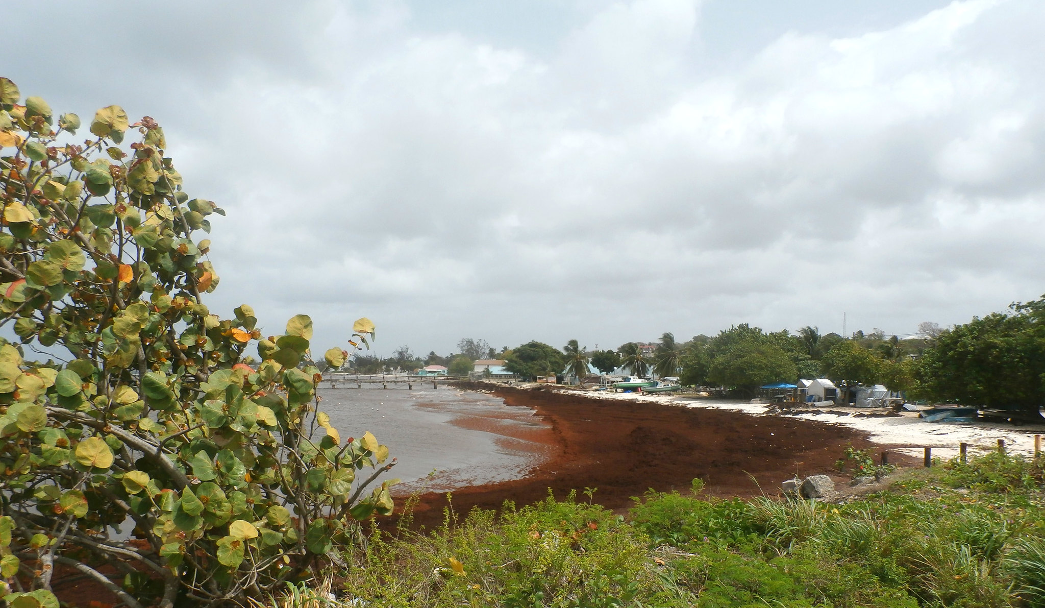 Sargassum overgrown in Oistins, Barbados, in 2018.