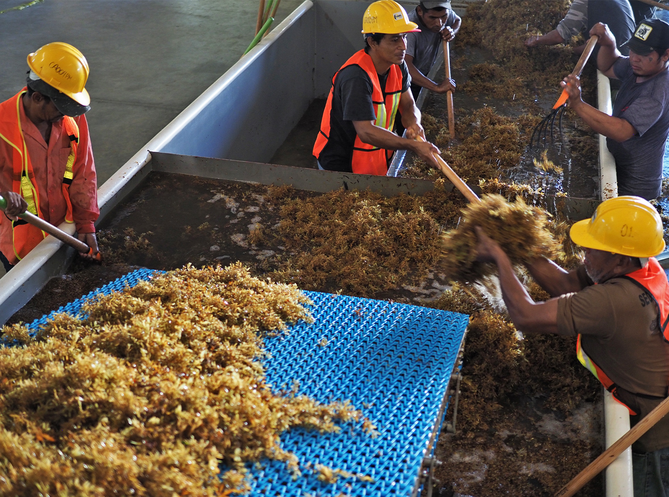 The Carbonwave team rinses off excess sand and debris from the sargassum before loading it onto a conveyor belt where it undergoes a visual inspection for quality. 