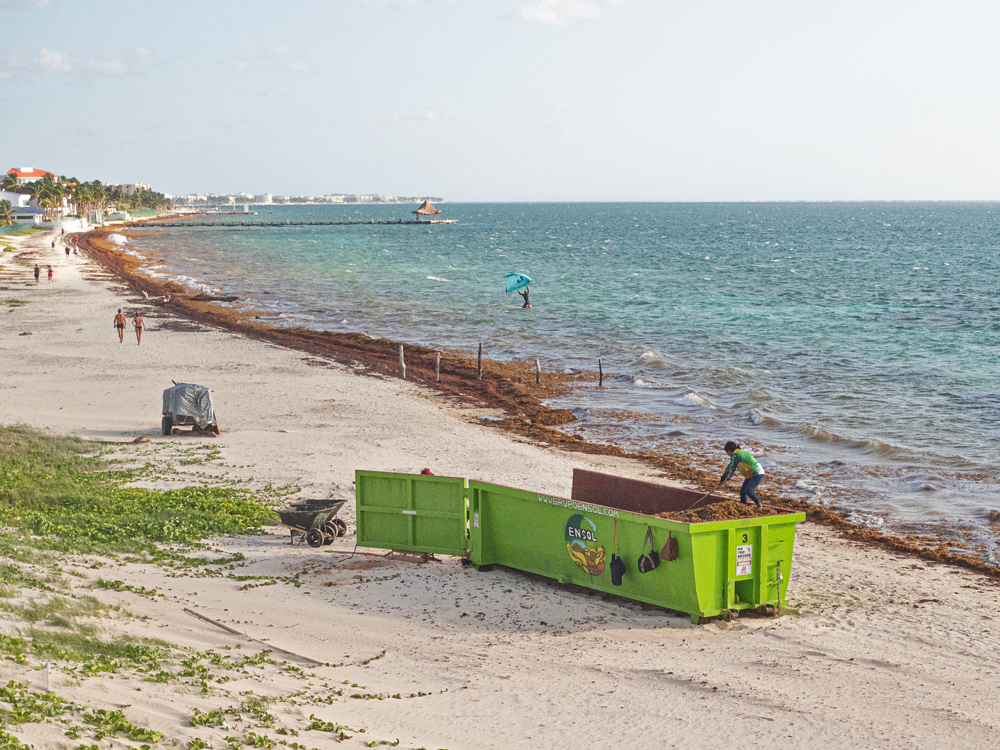 Sargassum collection bins on a beach in Quintana Roo, Mexico. 