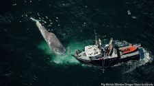 New technology can keep whales safe from speeding ships