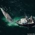 New technology can keep whales safe from speeding ships