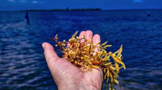 Caribbean startups are turning excess seaweed into an agroecology solution